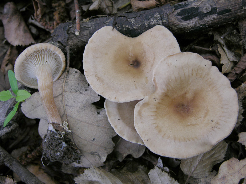 Clitocybe da determinare (cfr. Clitocybe gibba)